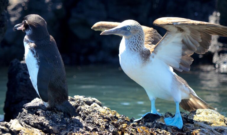 The Galapagos Islands