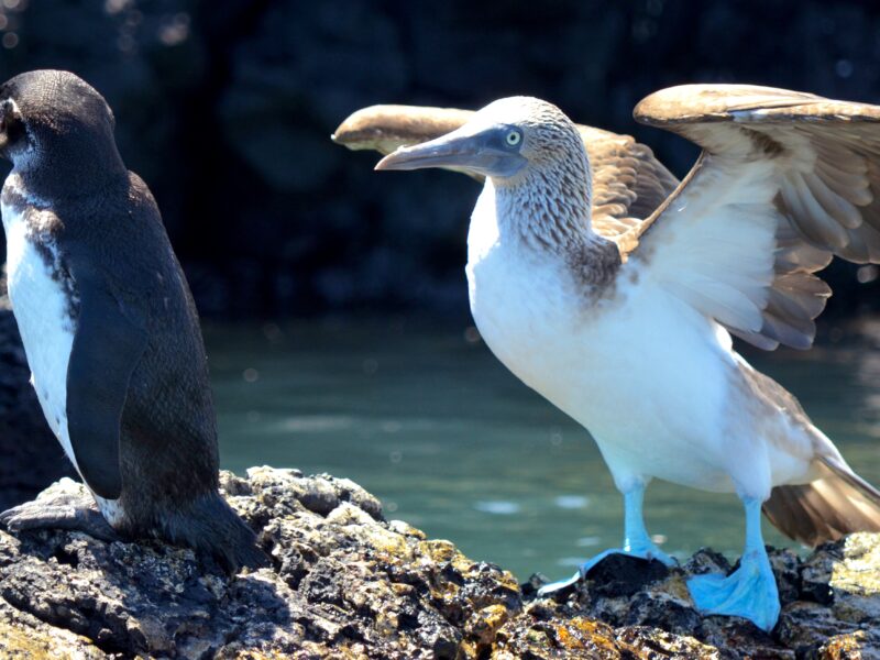 The Galapagos Islands